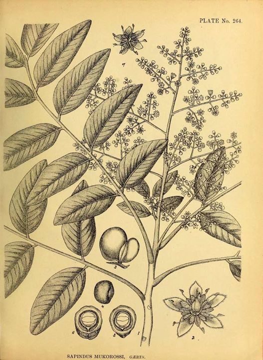 RBSI - Digital Rare Book: Indian Medicinal Plants By Lt. Col. Kanhoba ...